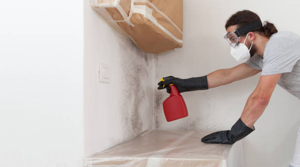 Professional Attic Mold Remediation technician working in Edison, NJ