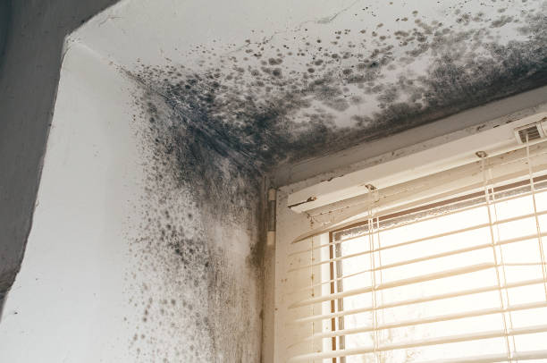 Affordable Attic Mold Remediation solutions in Edison, NJ