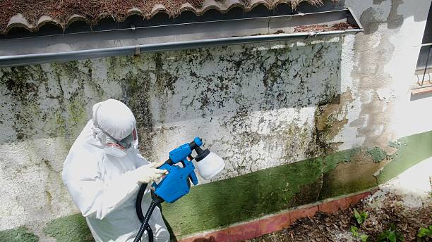 Top rated local Attic Mold Remediation specialists in Edison, NJ